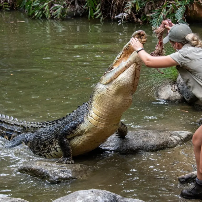 Any Tips on Getting Close to Big Crocs Like Brutus and Dominator?