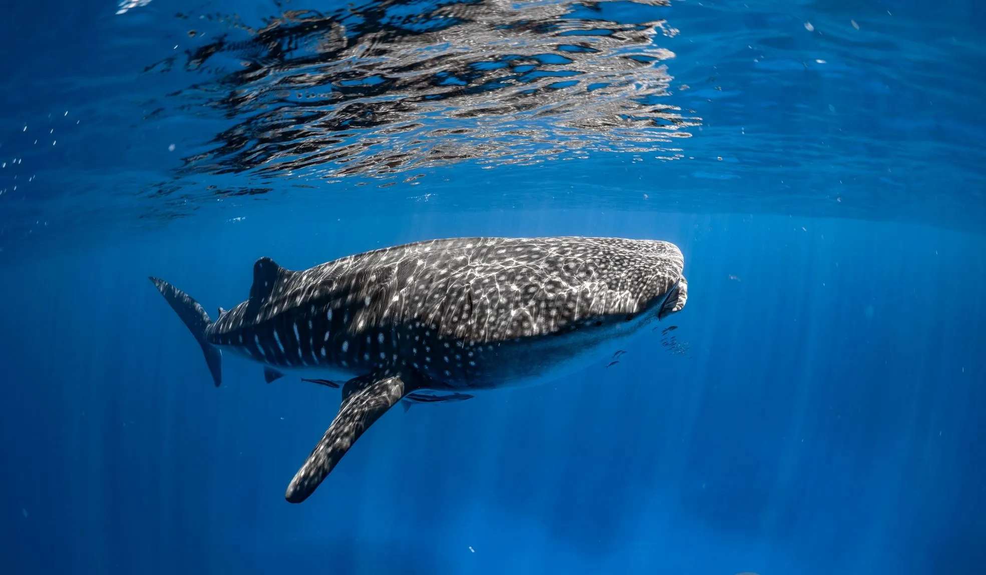 Go to the Whale Shark Festival: A Celebration of Marine Life in Ningaloo