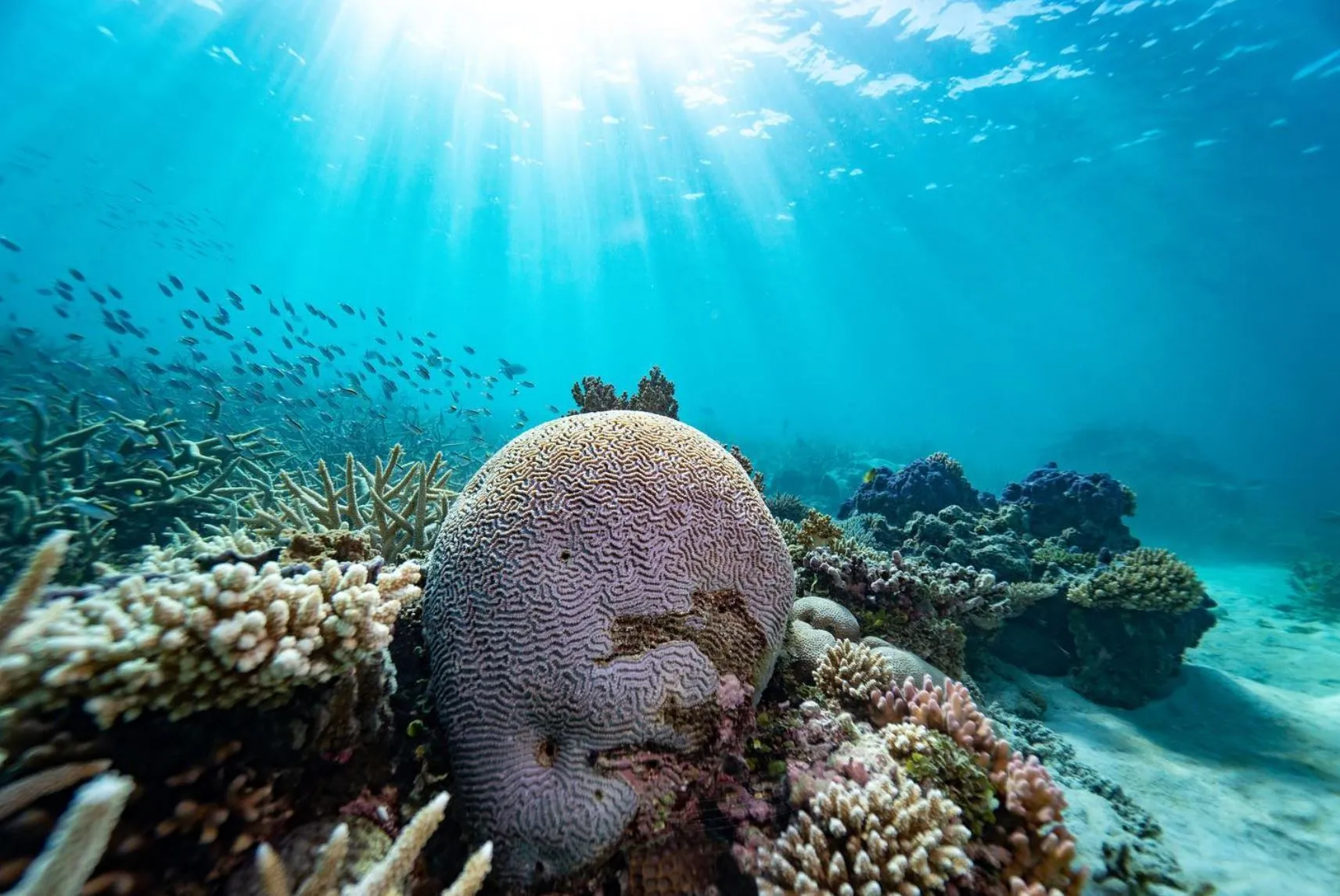 Great Barrier Reef trips