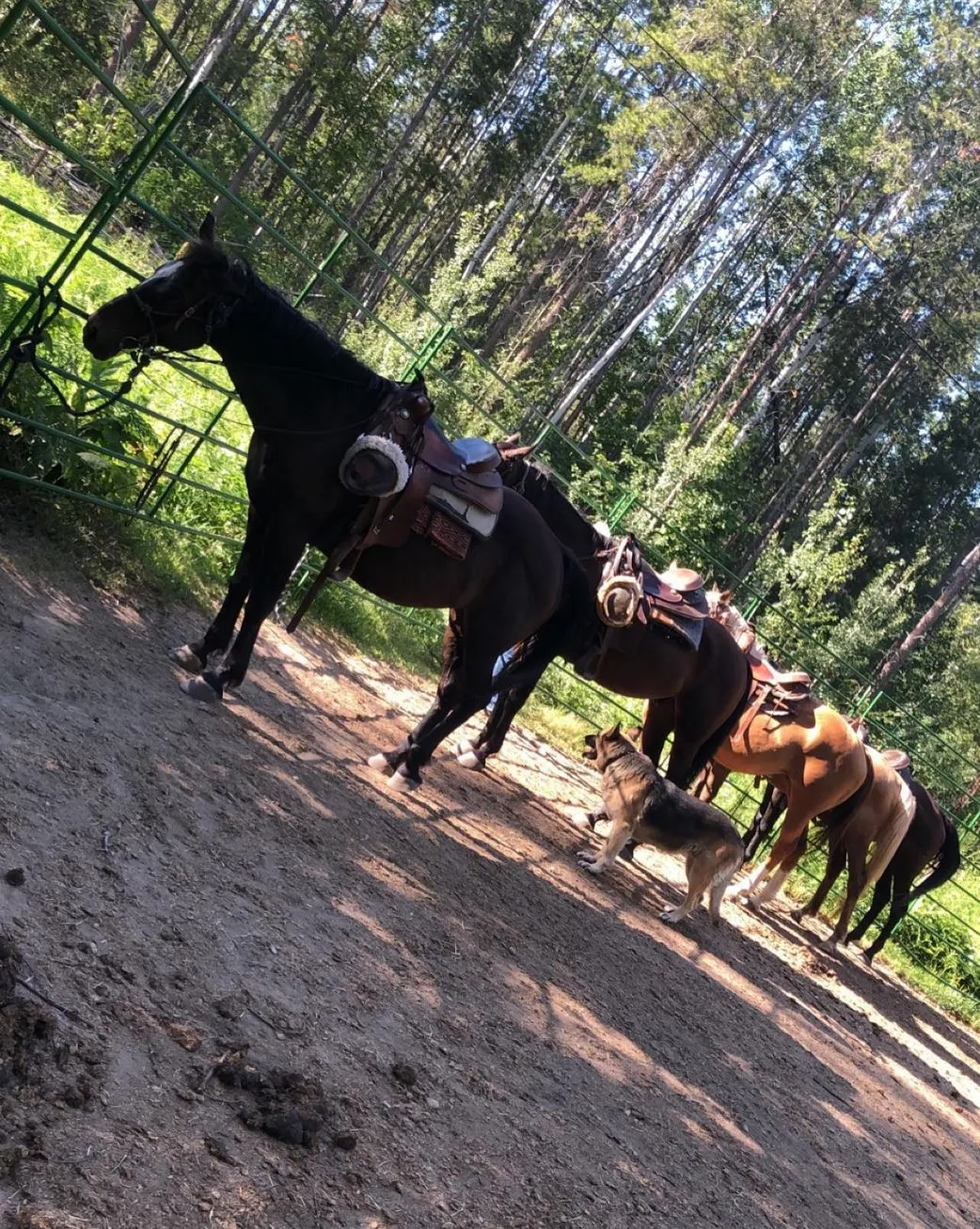 High Country Trail Rides