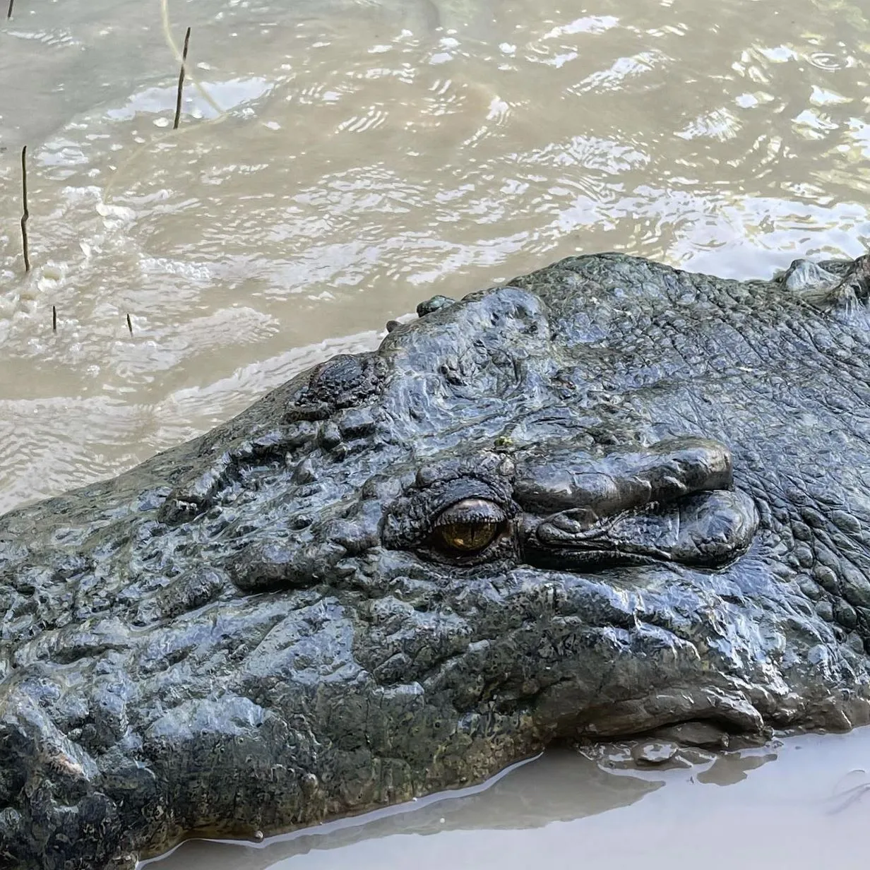 Jumping Crocodile Cruise from Darwin