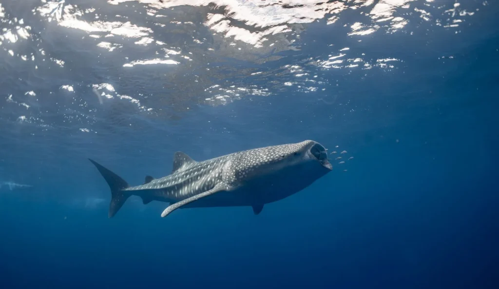 Ningaloo Whale Shark Swim