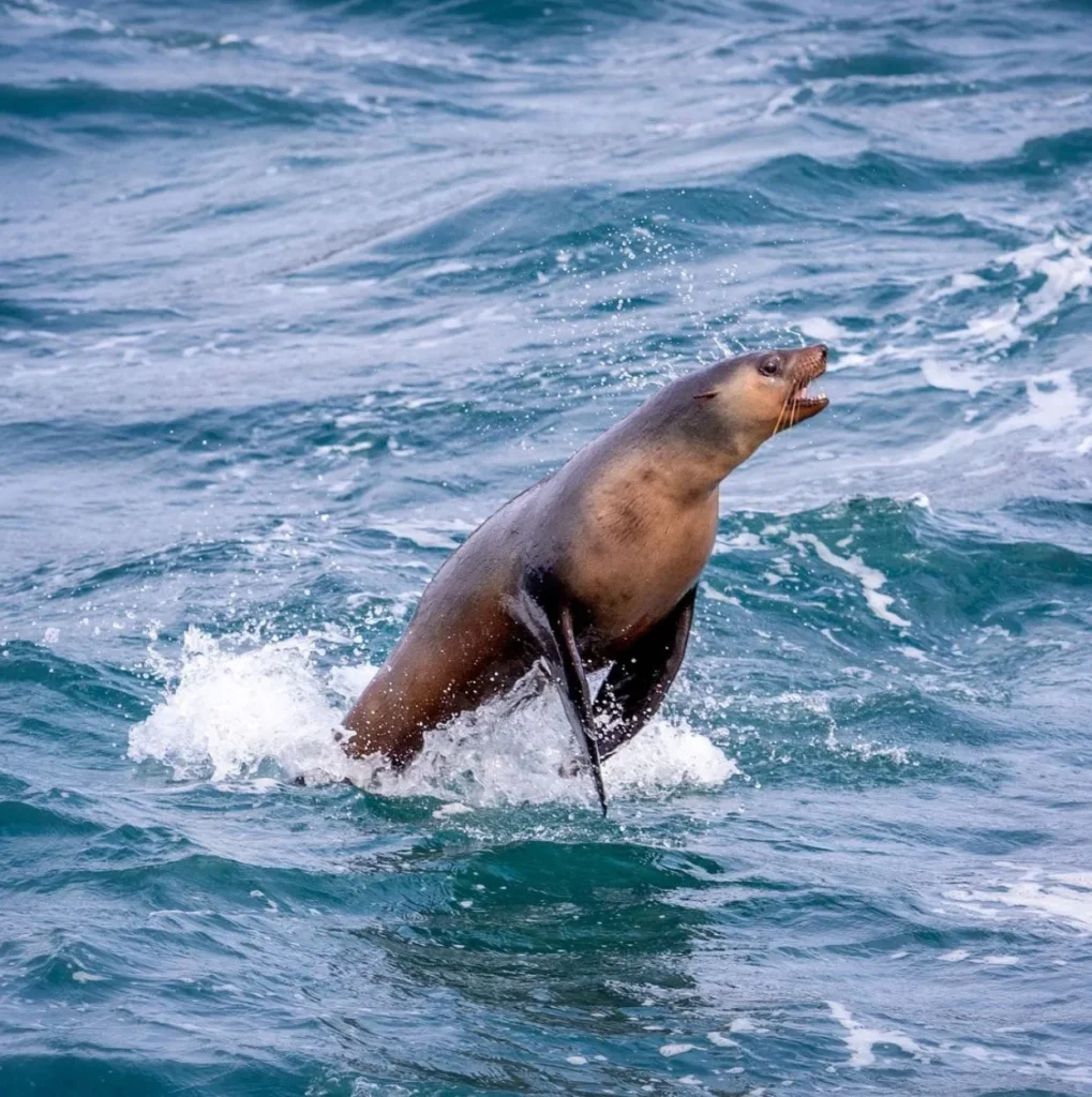 Seal Rocks