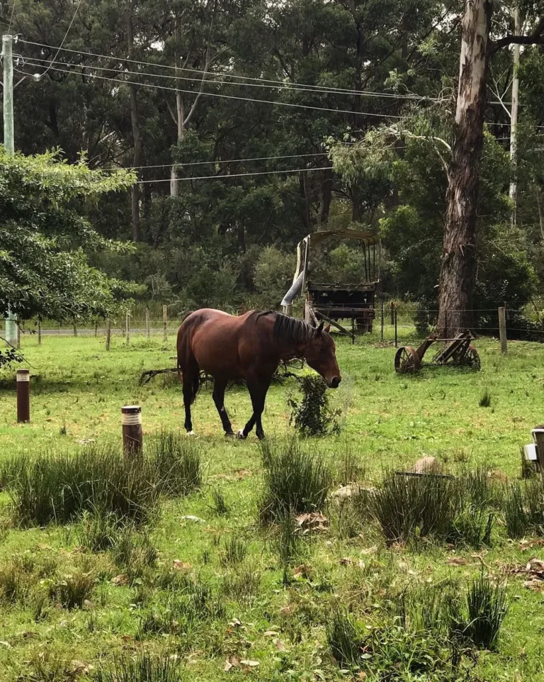 Where to Go Horse Riding in the Blue Mountains