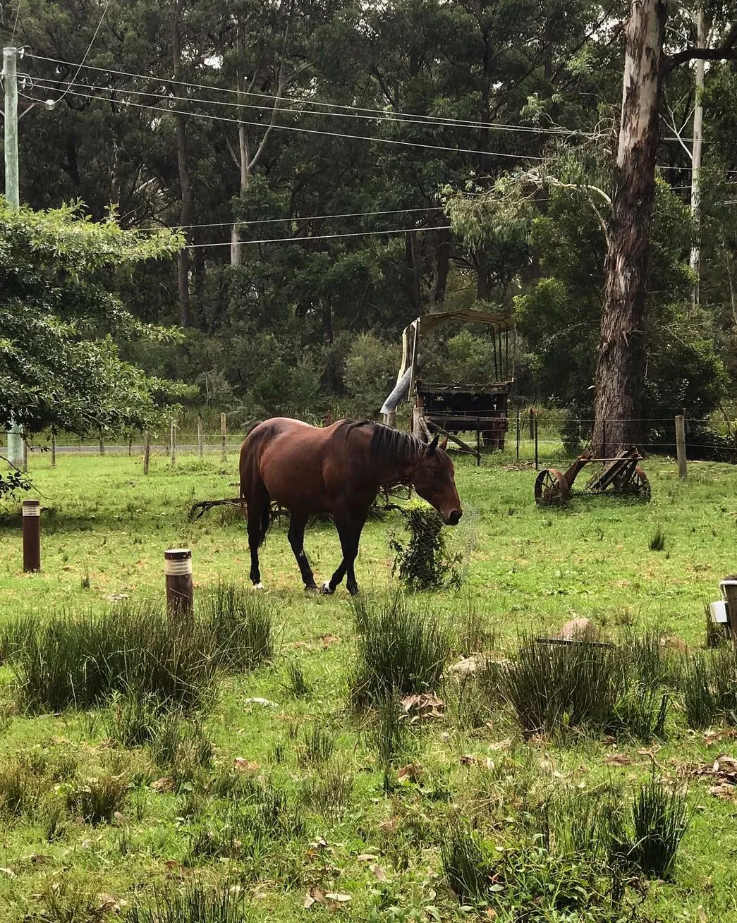 Where to Go Horse Riding in the Blue Mountains