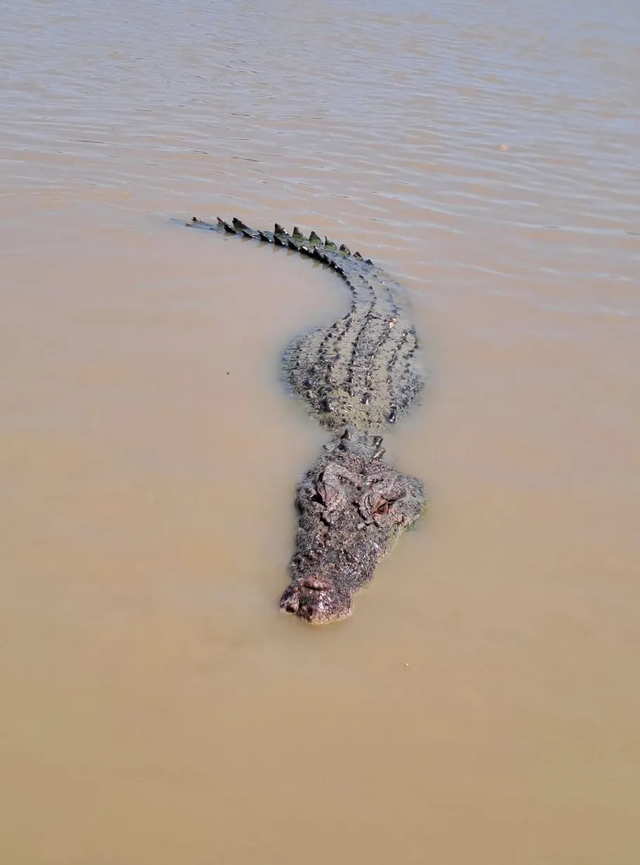 Why Adelaide River Produces Such Massive Crocs