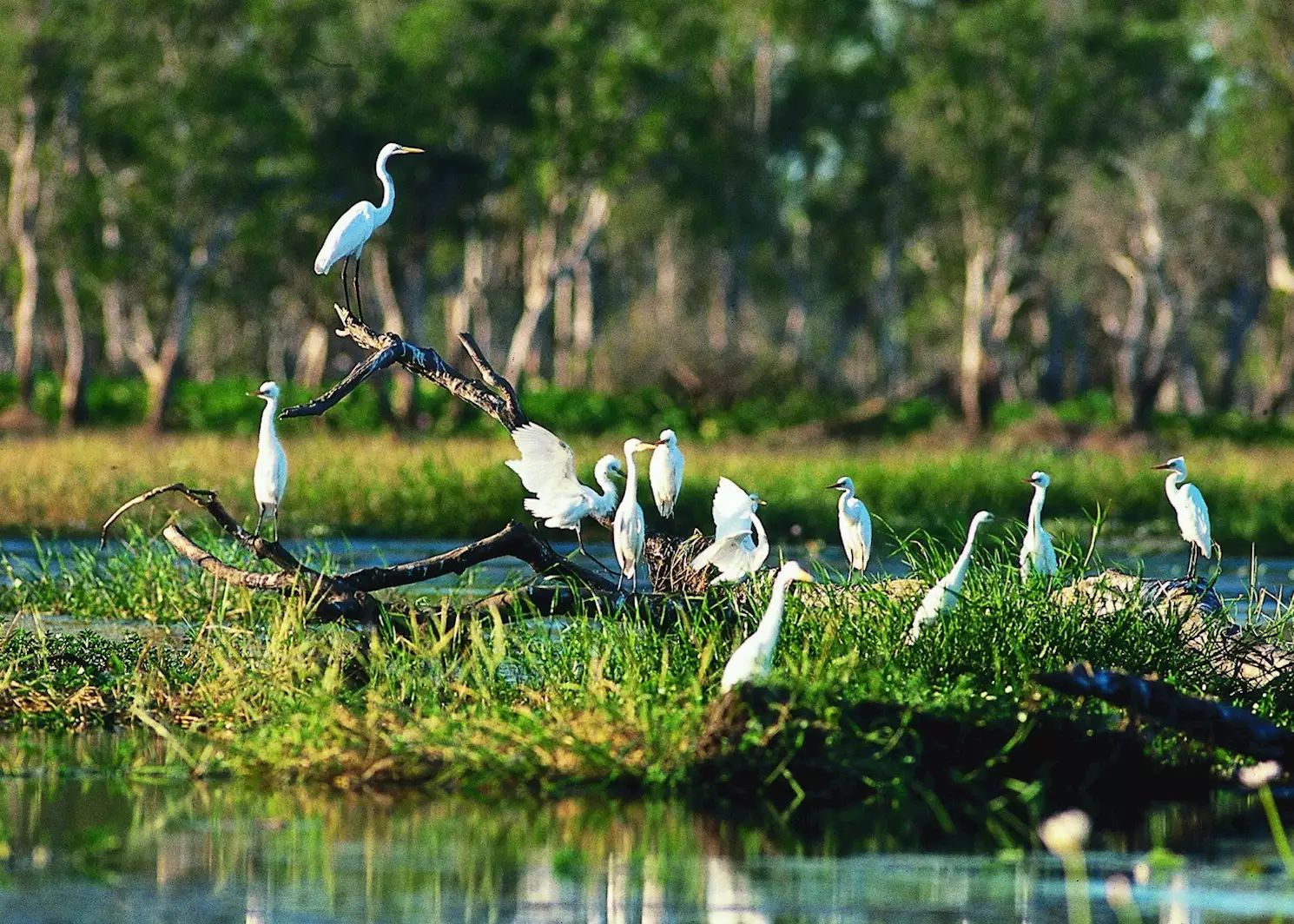 Discover the Untamed Beauty of Kakadu with a Darwin to Kakadu Day Tour