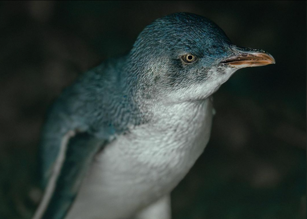 Embark on a Mesmerizing Penguin Parade Adventure