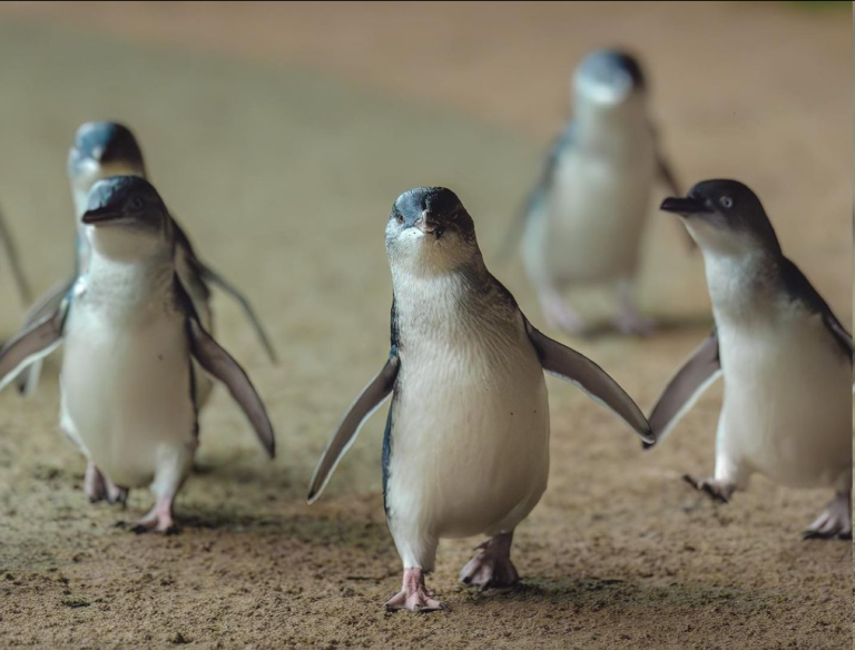 Discover the Magic of the Penguin Parade: An Insightful Guide to Australia’s Wildlife Phenomenon