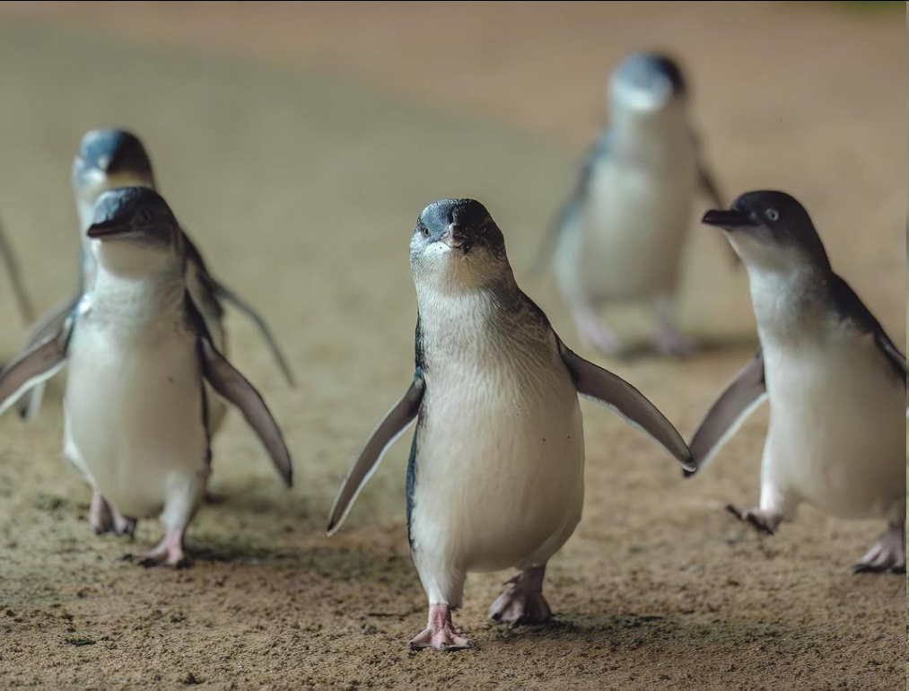 Discover the Magic of the Penguin Parade: An Insightful Guide to Australia’s Wildlife Phenomenon