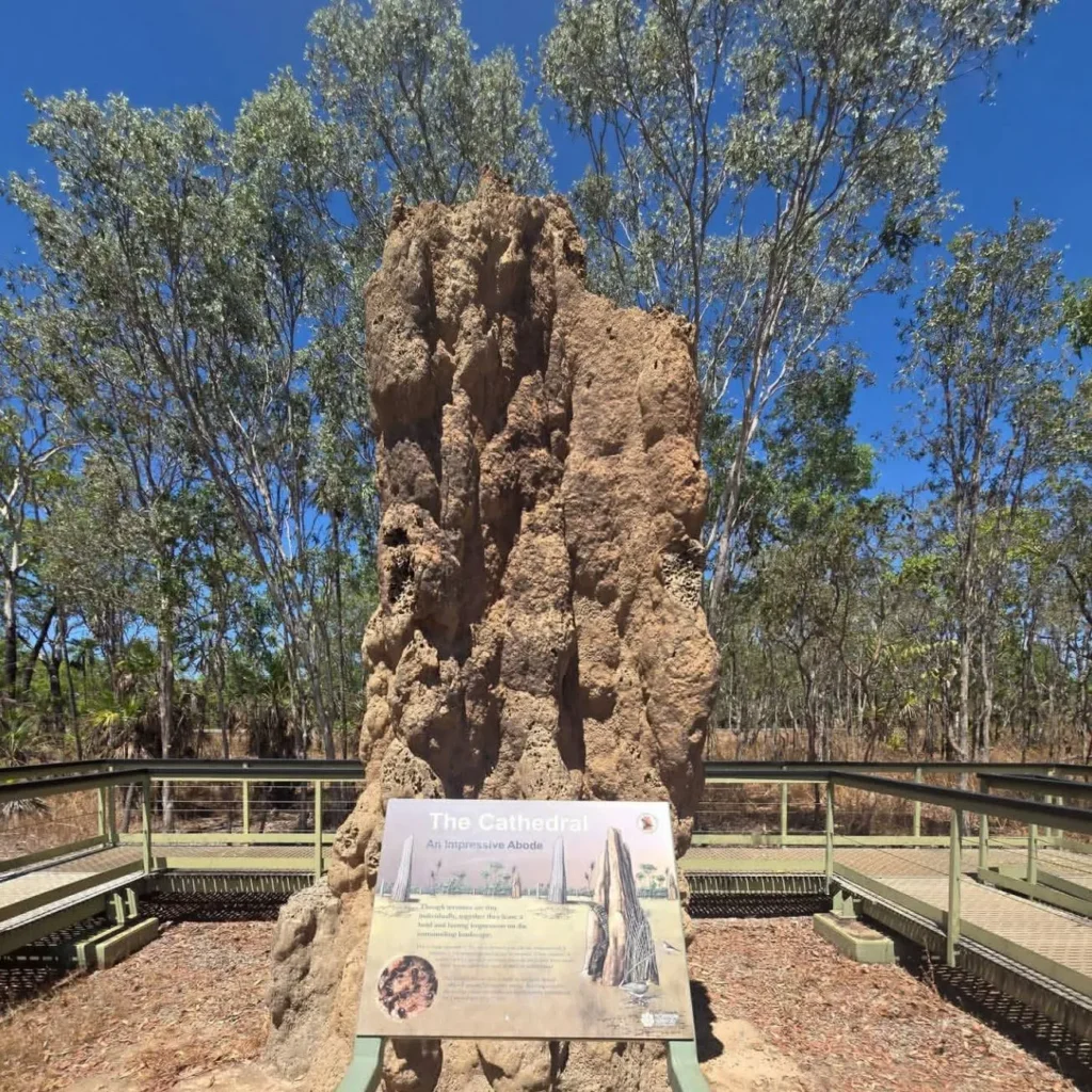 magnetic termite mounds